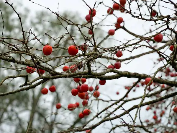 Image of a wild American persimmon tree in Texas. Small red persimmons are hanging on bare branches that are loaded with fruit.