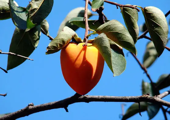 Image of an orange, oblong, large, acorn-shaped Asian persimmon hanging in a tree.
