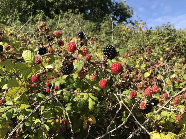 Image of tangled, thorny blackberry brambles with black and red berries.