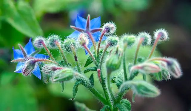 Closeup image of blue borage flowers and unopened flower buds.