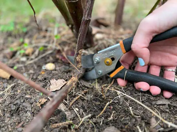 Image of pruning a dead blackberry cane at the soil level.