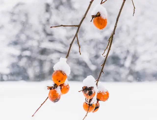 Image of orange persimmons on bare branches with snow falling and snow resting on the fruit.