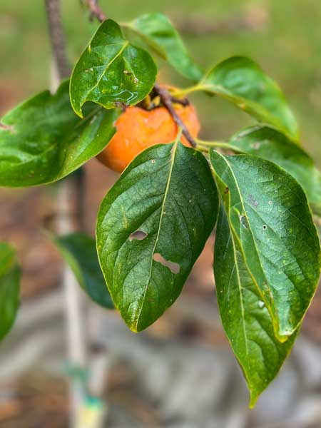 Closeup image of a young Fuyu persimmon tree with dark green leaves and an orange persimmon in the background. The leaves have some small holes in them that look like pest damage.