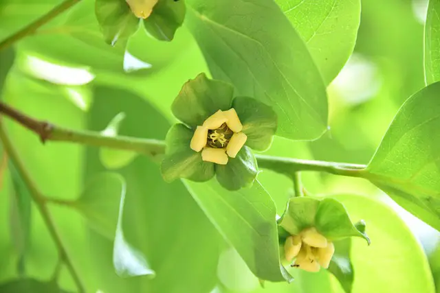 Image of pale yellow female persimmon tree flowers in a persimmon tree.