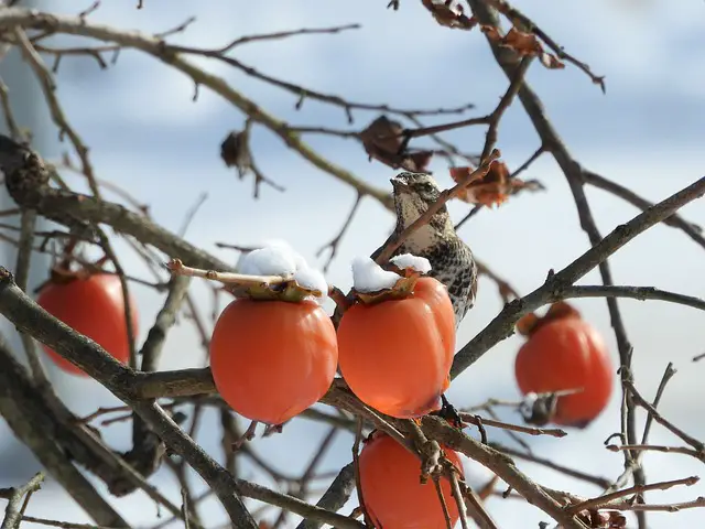 Image of a bird in a snowy persimmon tree, with ripe orange persimmons.