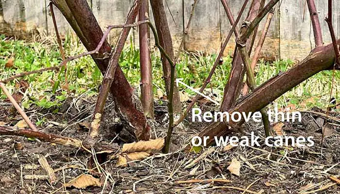 Image of the base of a blackberry plant, with text that reads "Remove thin or weak canes," and an arrow pointing to a thin spindly cane.