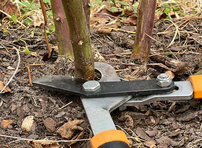 Closeup image of bypass loppers trimming the base of a blackberry cane at the soil level.