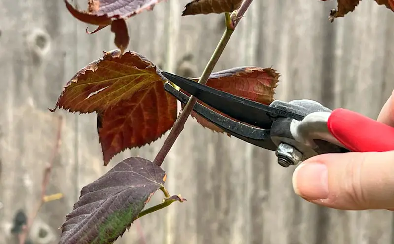 Image of hand pruners trimming a thin, dormant blackberry branch with brown leaves on it.