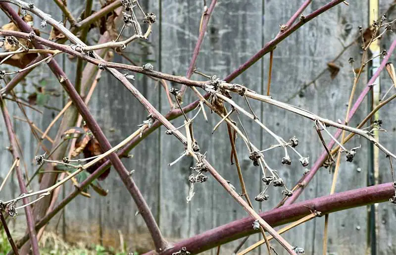 Image of dead second-year floricanes on a dormant blackberry plant.