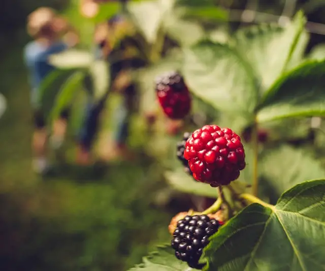 Image of nasturtiums blackberry companion plant