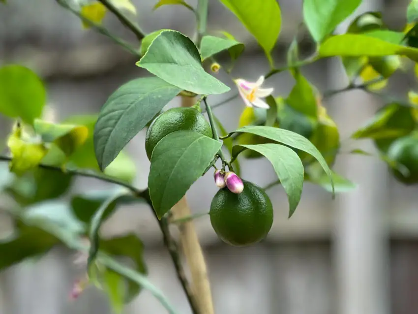 Closeup image of an Improved Meyer lemon tree with pink and white blossoms and young green lemons.