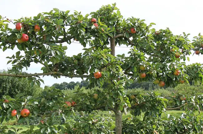 Image of an apple tree espalier on a freestanding trellis. Several reddish-green apples are growing on the tree.