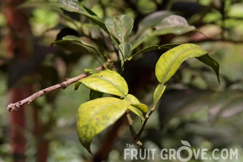 Image of citrus tree leaves that are pointed down at the ends, and are blotchy yellow and green with small brown spots.