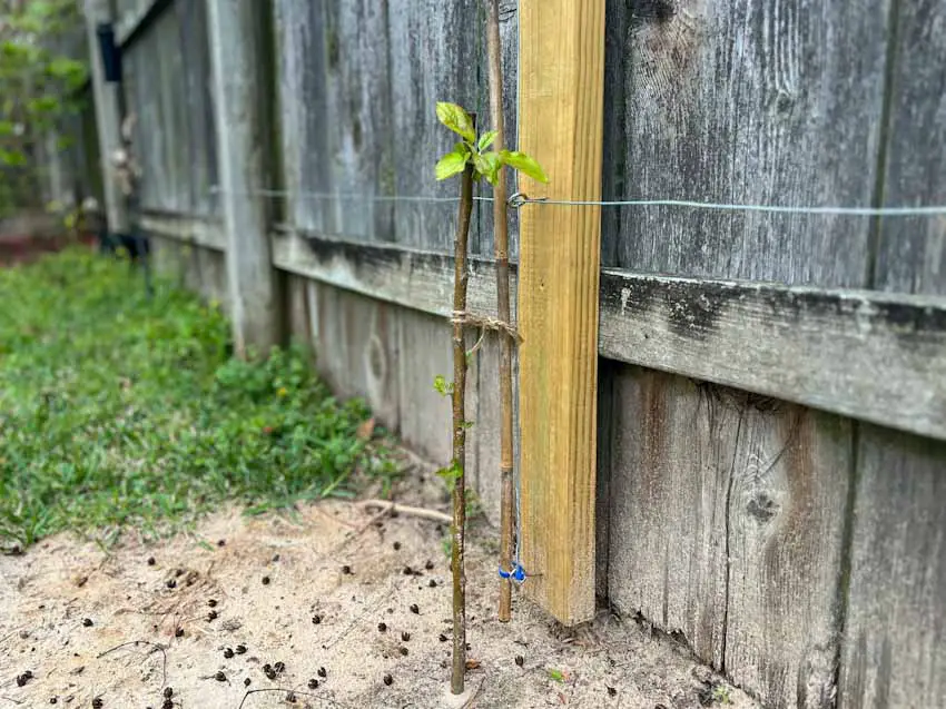 Image of a short apple tree seedling with light green leaves, tied with twine to an espalier trellis.