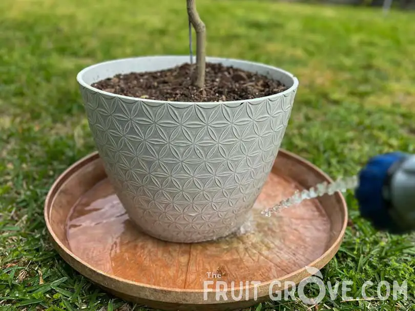 Image of a citrus tree in a white pot, sitting inside of a wide plant saucer with water in it.