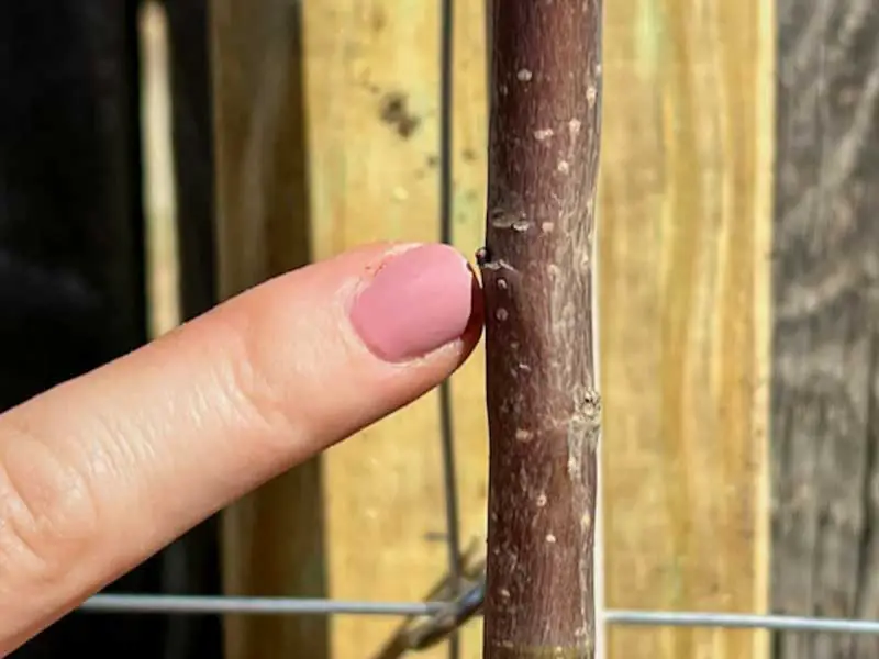 Closeup image of a finger pointing to a bud of a young apple tree that's located 2 inches above the horizontal espalier wire.