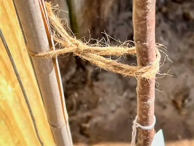 Closeup image of twine in a figure-8 tying the newly planted apple tree to the bamboo stake that's attached to the espalier frame.