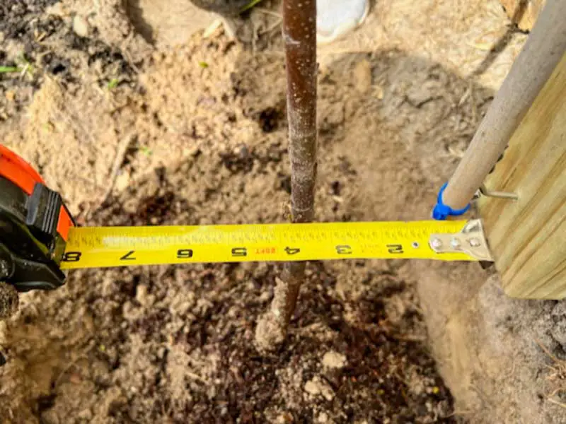Closeup image of a yellow measuring tape showing 4 inches of space between a newly planted apple tree and the espalier trellis frame.