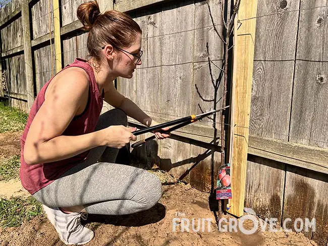 Image of a woman using loppers to cut off the top of a young 'Anna' apple tree in front of an espalier trellis.
