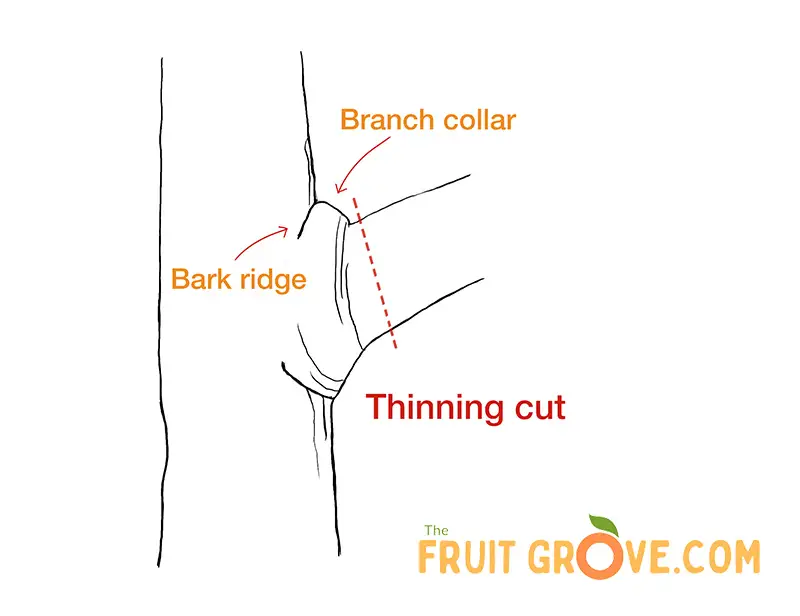 Graphic illustration of a trunk and branch with the branch collar and bark ridge labeled. The drawing shows exactly where to prune a branch to thin it - just above the branch collar at a slight angle.