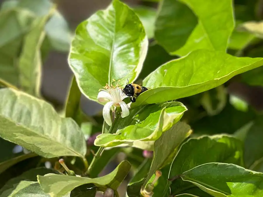 Closeup image of a bee taking pollen from a blossom on a variegated pink lemon tree.
