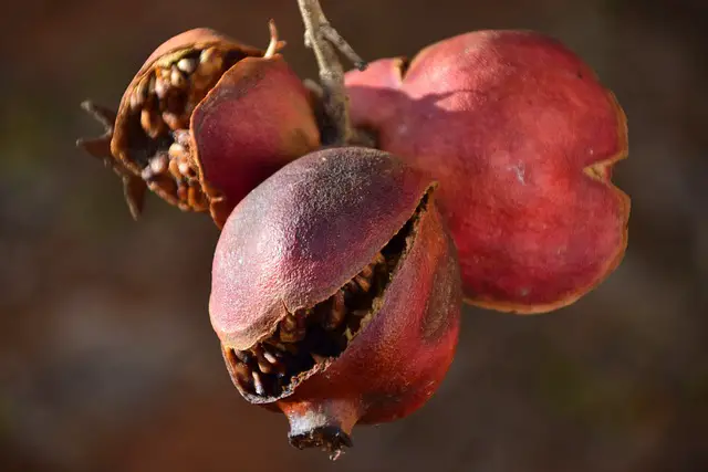 Image of three dried, leathery pomegranates hanging on a branch. All three are cracked open, showing dried arils inside.